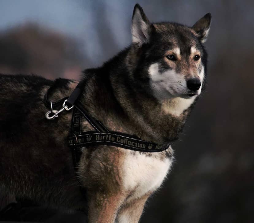 Unauth title lrbUqnAg